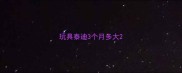 玩具泰迪3个月多大