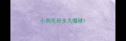 小狗死后多久僵硬
