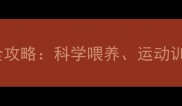 90天拉布拉多养护全攻略科学喂养运动训练与健康管理指南