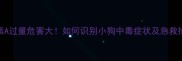 维生素A过量危害大如何识别小狗中毒症状及急救措施全