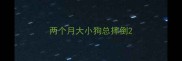 两个月大小狗总摔倒