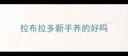 拉布拉多新手养的好吗