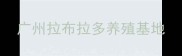 广州拉布拉多养殖基地