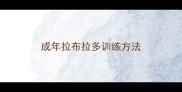 成年拉布拉多训练方法