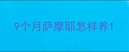 9个月萨摩耶怎样养