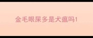 金毛眼屎多是犬瘟吗