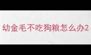 幼金毛不吃狗粮怎么办