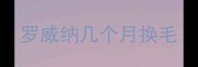 罗威纳几个月换毛