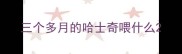 三个多月的哈士奇喂什么