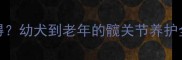 拉布拉多CHD几岁会得幼犬到老年的髋关节养护全攻略附自测方法