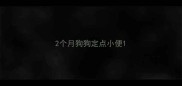 2个月狗狗定点小便