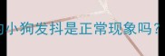 新手养狗人必看没满月的小狗发抖是正常现象吗90家长都踩的3大误区