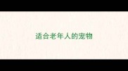 适合老年人的宠物