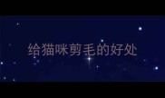 给猫咪剪毛的好处