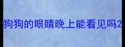 狗狗的眼睛晚上能看见吗
