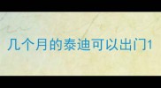 几个月的泰迪可以出门