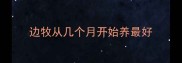 边牧从几个月开始养最好