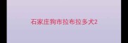 石家庄狗市拉布拉多犬