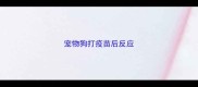 宠物狗打疫苗后反应