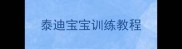 泰迪宝宝训练教程