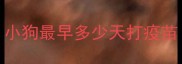 小狗最早多少天打疫苗