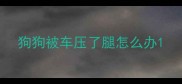 狗狗被车压了腿怎么办