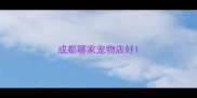 成都哪家宠物店好