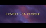 哈士奇犬种特性全性格护理与饲养指南