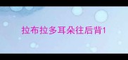 拉布拉多耳朵往后背