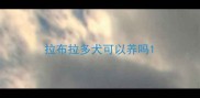 拉布拉多犬可以养吗