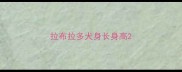 拉布拉多犬身长身高