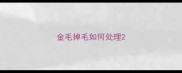 金毛掉毛如何处理