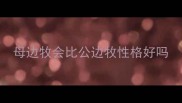 母边牧会比公边牧性格好吗
