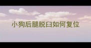 小狗后腿脱臼如何复位