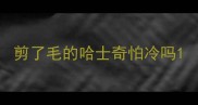 剪了毛的哈士奇怕冷吗