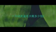 一只幼犬金毛大概多少钱
