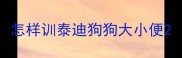 怎样训泰迪狗狗大小便