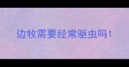 边牧需要经常驱虫吗