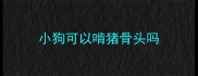 小狗可以啃猪骨头吗
