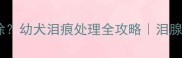狗狗泪痕怎么消除幼犬泪痕处理全攻略泪腺手术VS日常护理