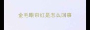 金毛眼帘红是怎么回事