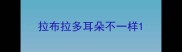 拉布拉多耳朵不一样