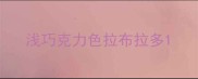 浅巧克力色拉布拉多