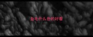 金毛什么色的好看
