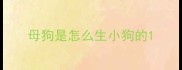 母狗是怎么生小狗的