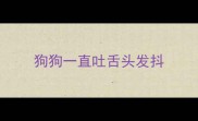 狗狗一直吐舌头发抖