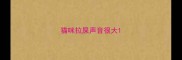 猫咪拉屎声音很大