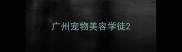 广州宠物美容学徒
