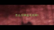 怎么分辨金毛纯种