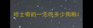 哈士奇的一天吃多少狗粮